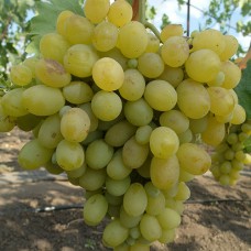Cаджанці винограду Віва Айка (черенкований) - 1-річний