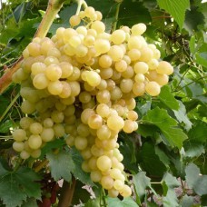 Cаджанці винограду Володар (черенкований) - 1-річний