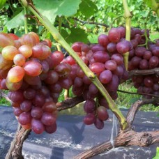 Cаджанці винограду Вовчик (черенкований) - 1-річний