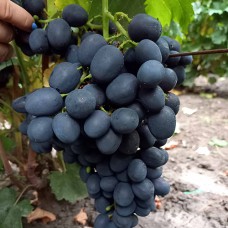 Cаджанці винограду Забава (черенкований) - 1-річний