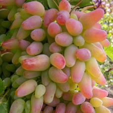 Cаджанці винограду Заграва (черенкований) - 1-річний