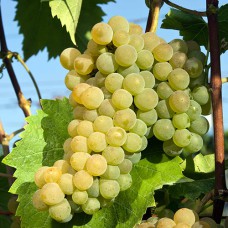 Cаджанці винограду Зайбель (черенкований) - 1-річний