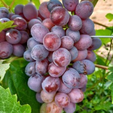 Cаджанці винограду Здивування (черенкований) - 1-річний