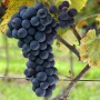 Cаджанці винограду Зейбель №1 (черенкований) - 2-річний