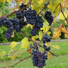 Cаджанці винограду Зейбель №1000 (черенкований) - 1-річний