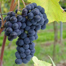 Cаджанці винограду Зейбель №209 (черенкований) - 1-річний