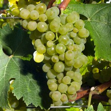 Cаджанці винограду Зеніт (черенкований) - 1-річний