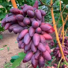 Cаджанці винограду Зевс (черенкований) - 1-річний