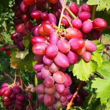 Cаджанці винограду Зірки в Шоці (черенкований) - 1-річний