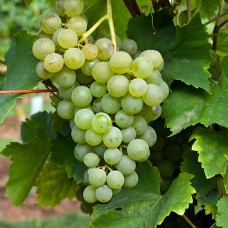 Cаджанці винограду Злато (черенкований) - 1-річний