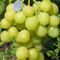 Cаджанці винограду Золота Королева (черенкований) - 1-річний