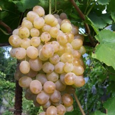 Cаджанці винограду Золотий Мускат (черенкований) - 1-річний