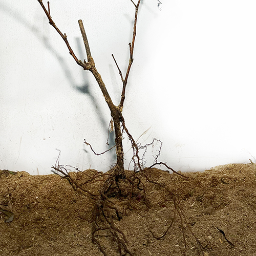 Cаджанці винограду Грілло (черенкований) - 2-річний