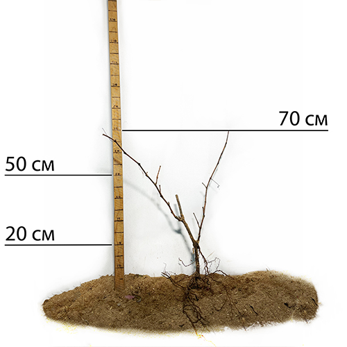 Cаджанці винограду Грілло (черенкований) - 2-річний