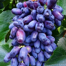 Cаджанці винограду Академік (черенкований) - 1-річний