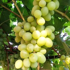 Cаджанці винограду Альбіна (черенкований) - 1-річний