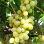 Cаджанці винограду Альбіна (черенкований) - 2-річний