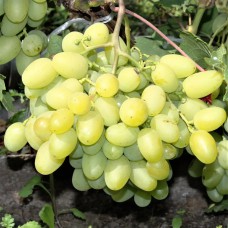 Cаджанці винограду Арні (черенкований) - 1-річний