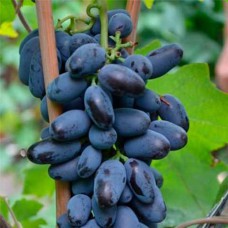 Cаджанці винограду Байконур (черенкований) - 1-річний