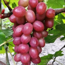 Cаджанці винограду Динька (черенкований) - 1-річний