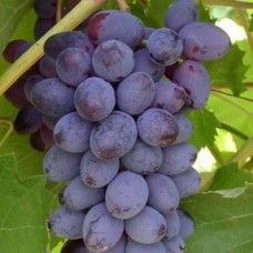 Cаджанці винограду Юпітер (черенкований) - 1-річний