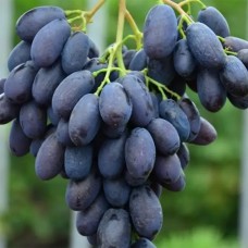 Cаджанці винограду Каталонія (черенкований) - 1-річний