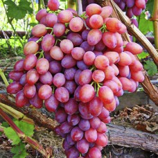 Cаджанці винограду Кішміш Променистий (черенкований) - 1-річний