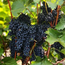 Cаджанці винограду Красень (черенкований) - 1-річний