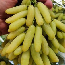 Саджанці винограду Ламборджині (черенкований) - 2-річний