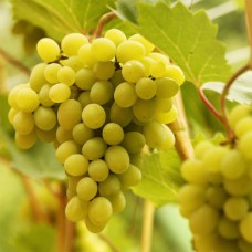 Cаджанці винограду Лора (черенкований) - 1-річний