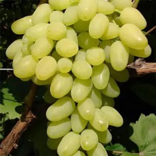 Cаджанці винограду Мілана (черенкований) - 1-річний