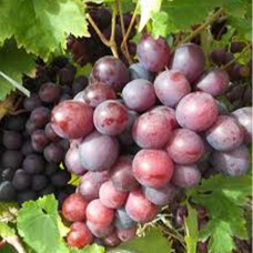 Cаджанці винограду Мускат Новошахтинський (черенкований) - 1-річний