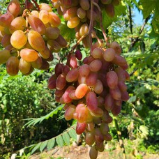 Cаджанці винограду Нащадок Різамата (черенкований) - 1-річний
