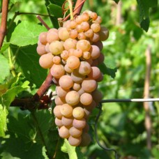 Cаджанці винограду Платовський (черенкований) - 1-річний