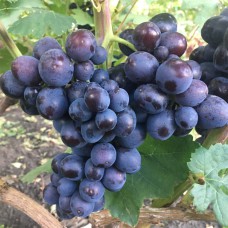 Cаджанці винограду Подарунок Несветая (черенкований) - 1-річний