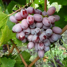 Cаджанці винограду Скарлет Роял (черенкований) - 1-річний