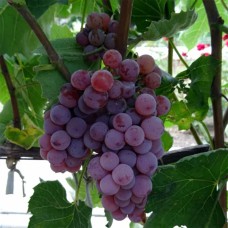 Cаджанці винограду Сомерсет Сідліс (черенкований) - 1-річний