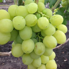 Cаджанці винограду Спонсор (черенкований) - 1-річний