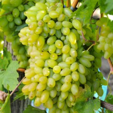 Cаджанці винограду Століття (черенкований) - 1-річний