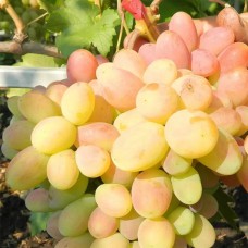 Cаджанці винограду Ух-ти (черенкований) - 1-річний