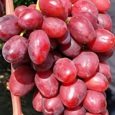 Cаджанці винограду Велюр (черенкований) - 1-річний