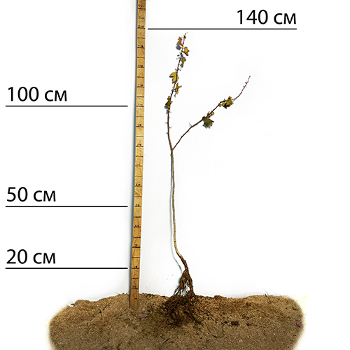 Саджанці глоду Злато (привитий) - 1-річний