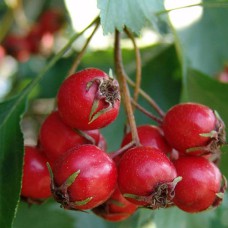 Саджанці глоду Арнольда (привитий) - 1-річний