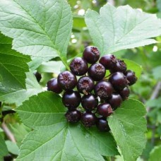 Саджанці глоду Чорний (привитий) - 1-річний