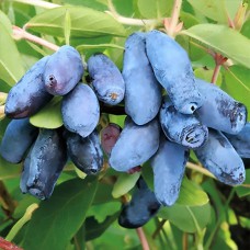 Саджанці жимолості Алісія (черенкований) - 2-річний