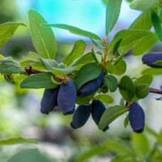 Саджанці жимолості Альпійська (черенкований) - 2-річний
