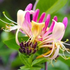 Саджанці жимолості Американська краса (черенкований) - 2-річний