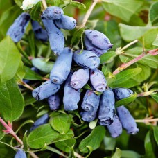 Саджанці жимолості Амфора (черенкований) - 2-річний