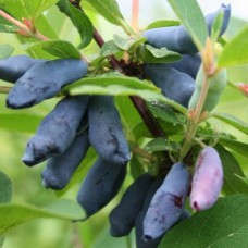 Саджанці жимолості Ассоль (черенкований) - 2-річний