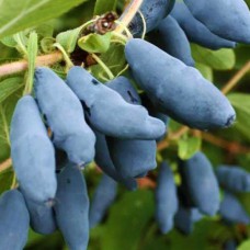 Саджанці жимолості Атут (черенкований) - 2-річний